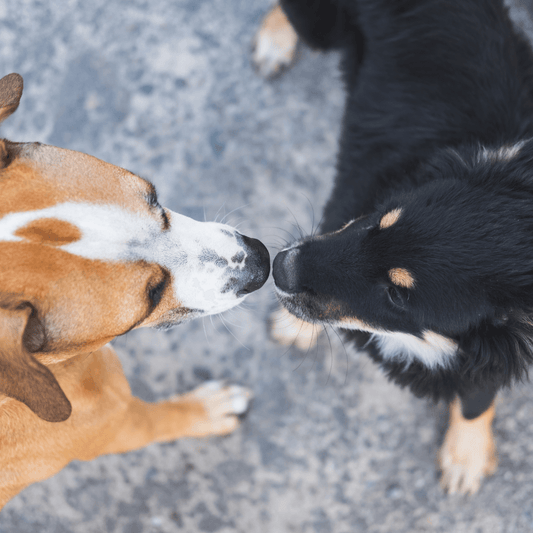 Why Do Dogs Sniff Each Others......? - Get Set Pet