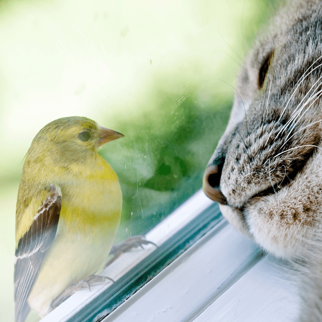 Why does my cat bring me dead mice and birds?