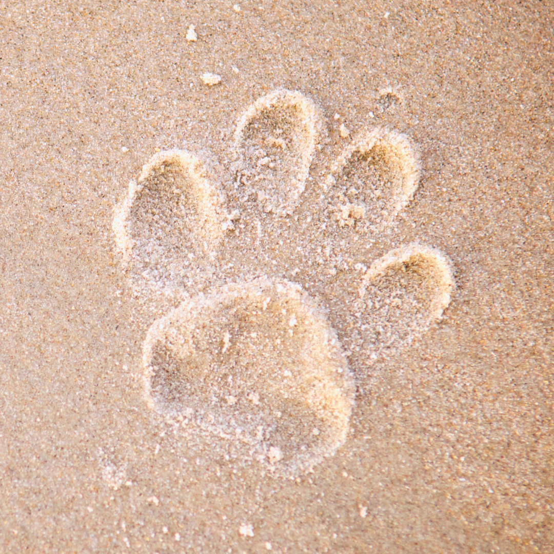 How To Cope After Losing A Dog