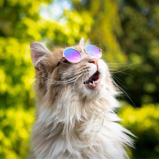 Can Cats Get Sunburnt?