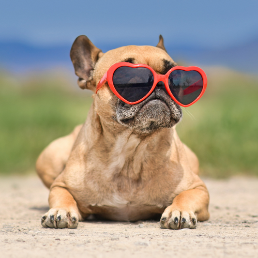 Can Dogs Get Sunburnt?