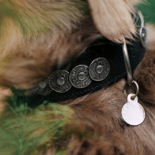 ID and Microchipping Your Dog