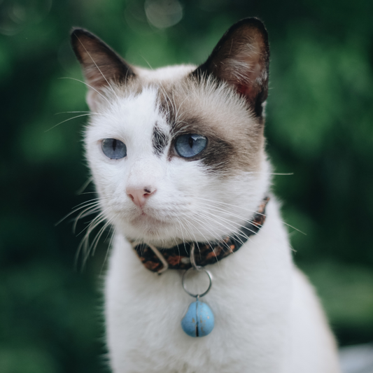 ID and Microchipping Your Cat