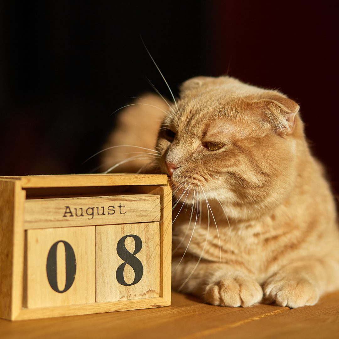 The Whispers of Feline Contentment on International Cat Day