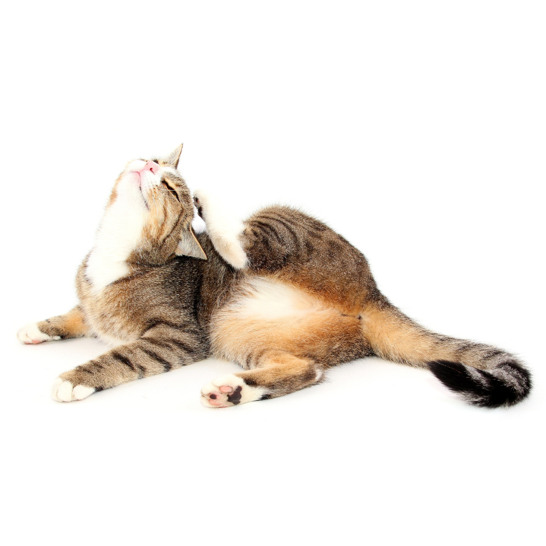 Itchy Pet Awareness Month