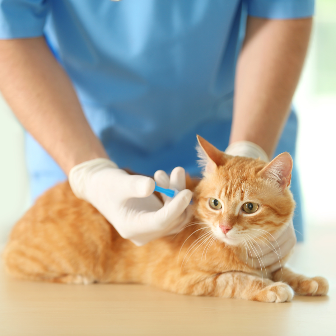 National Immunisation Awareness Month – the importance of vaccinating cats