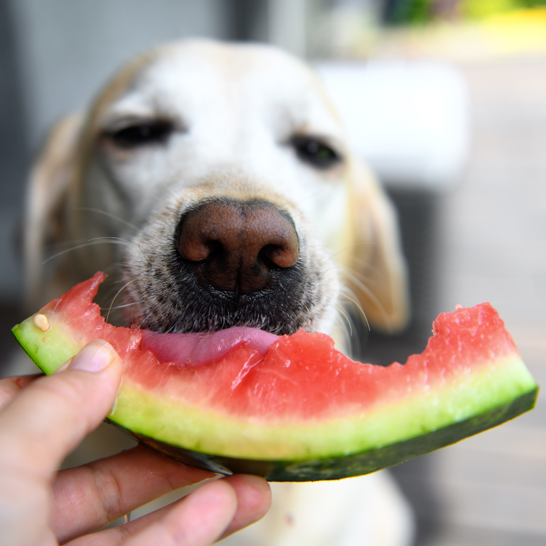 Safe and Unsafe Fruits for Your Canine Companion