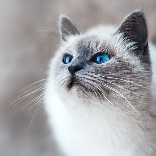 4th of July: Pet Safe BBQ For Cats