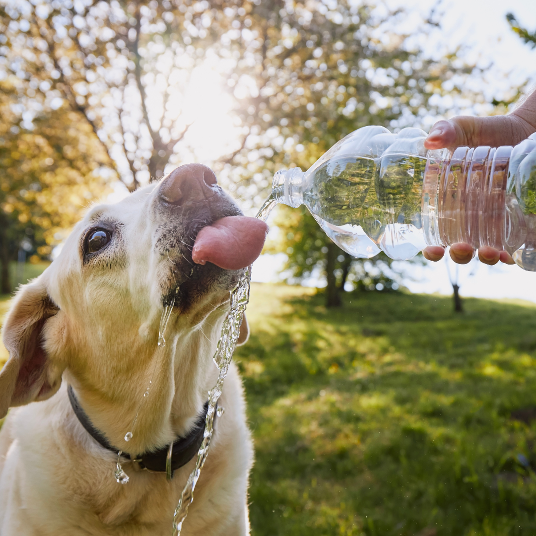 https://www.getsetpet.com/cdn/shop/articles/Untitled_design-2_3fa9b565-5c63-4998-bdfb-1d6416ee0ebb.png?v=1688115666