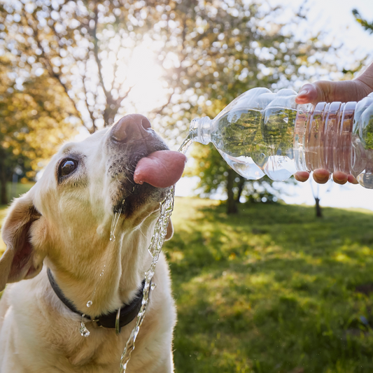 Pet hydration and keeping cool this summer for dogs