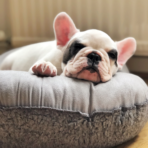 Best dog bed for french shop bulldog