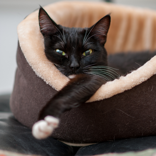 The Ultimate Guide to Cat Beds