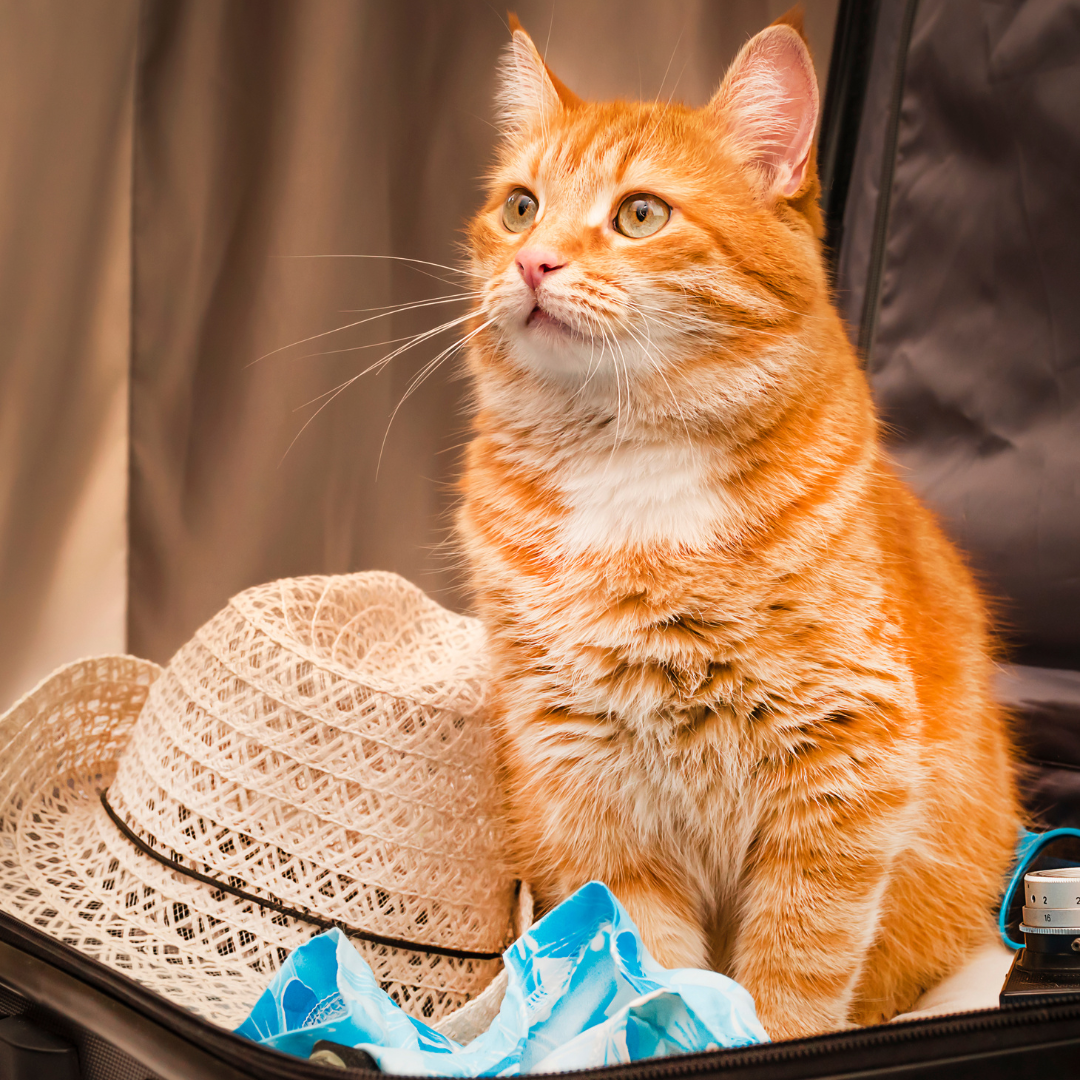 12 Essential Cat Travel Accessories Every Pet Owner Needs