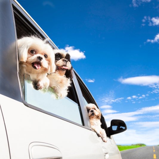 Top Doggie Road Trip Tips