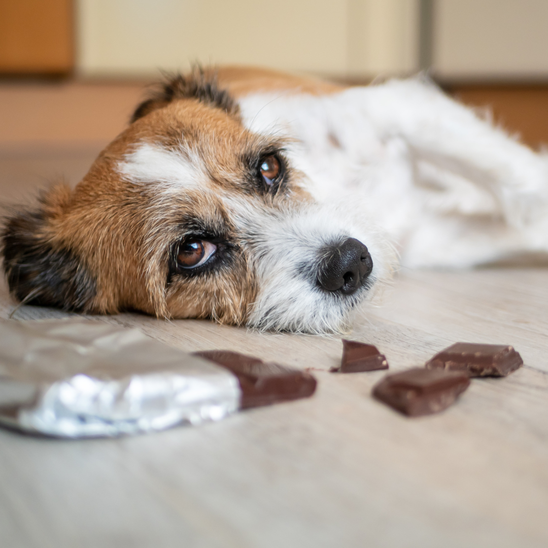 Delicious or Dangerous? The Truth about Canine Food Choices