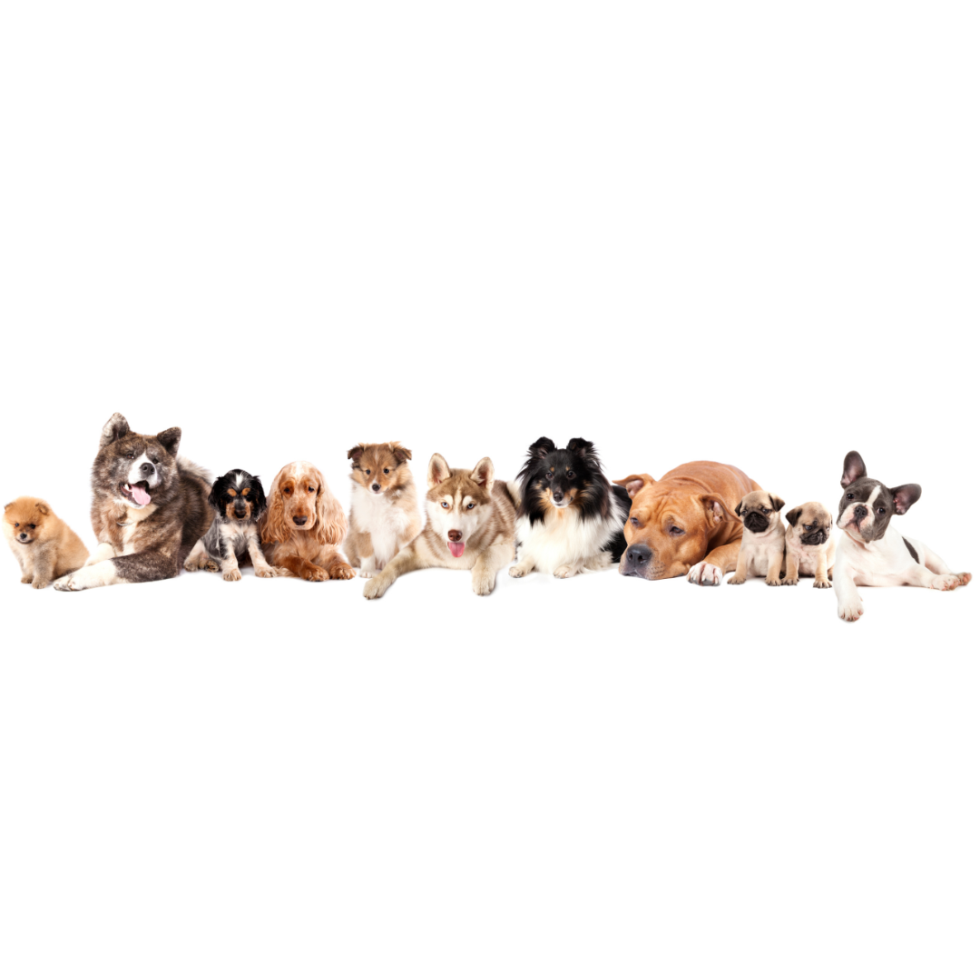 Top Dog Breeds of 2023: Unveiling the Canine Stars of the Year!