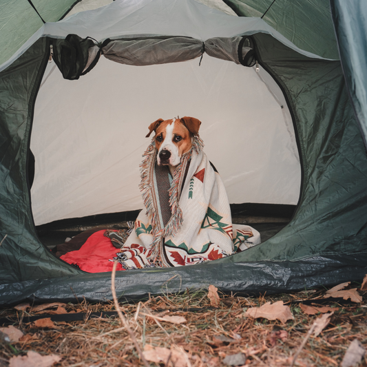 Essential Tips for Camping and Hiking with Your Dog
