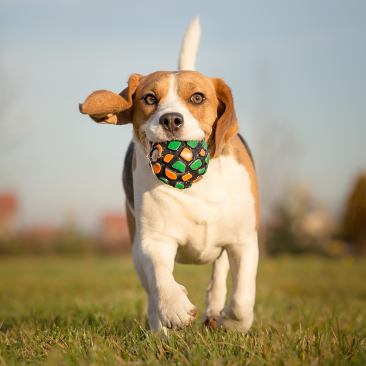 Fetch, Fun, and Furry Friends: Exploring Why Dogs Love Balls