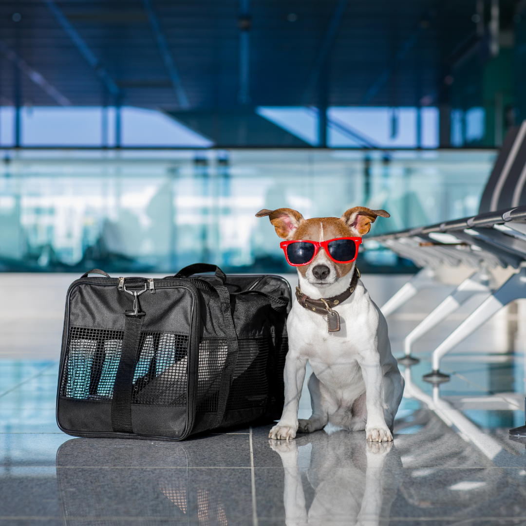 How to Get Your Dog Holiday-Ready