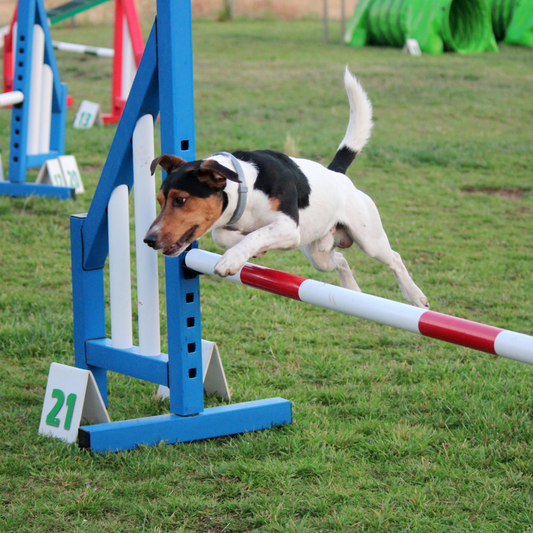 Sports for dogs