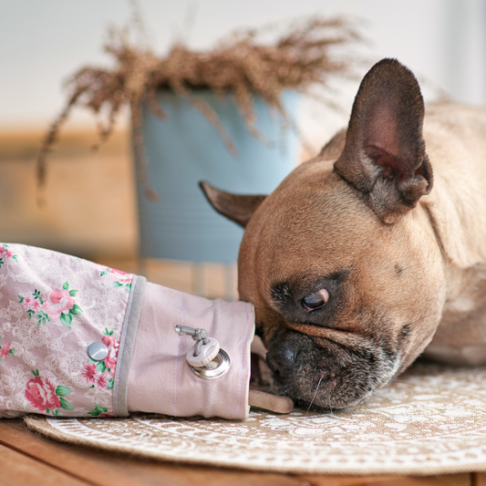 DIY Recipes for Delicious and Nutritious Dog Snacks