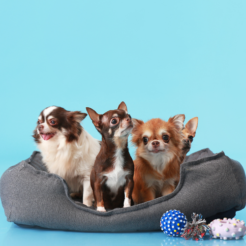 Best dog bed for chihuahua deals
