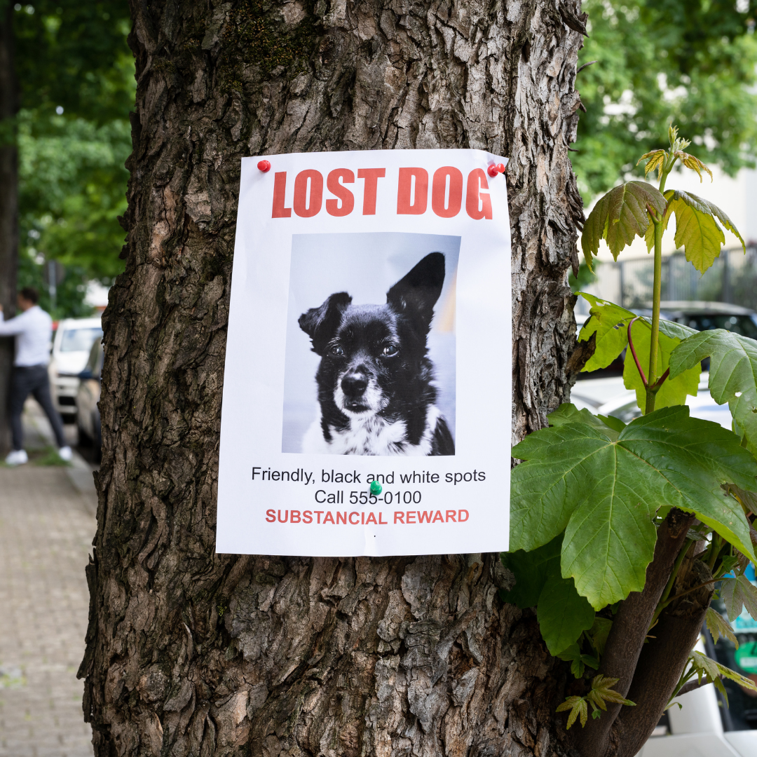 National Lost Pet Prevention Month - Tips to Avoid Losing your Dog