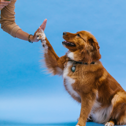 Teaching Your Dog to High-Five