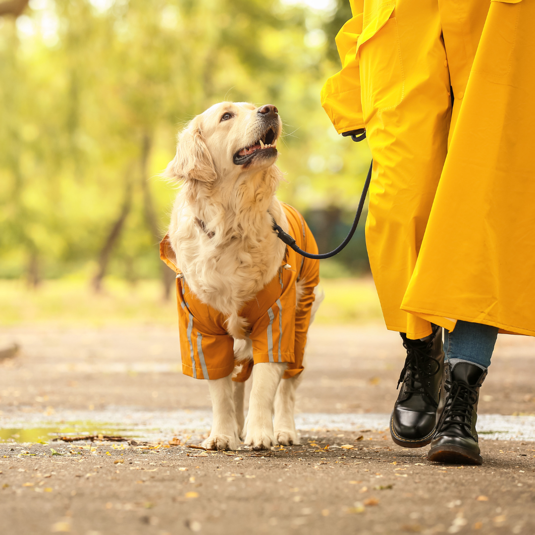 Preparing Your Dog For Autumn Seasonal Care Tips preparing-your-dog-for-autumn-seasonal-care-tips