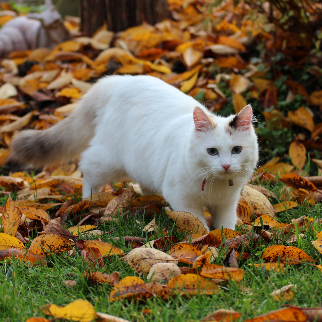 Preparing Your Cat for Autumn: Seasonal Care Tips