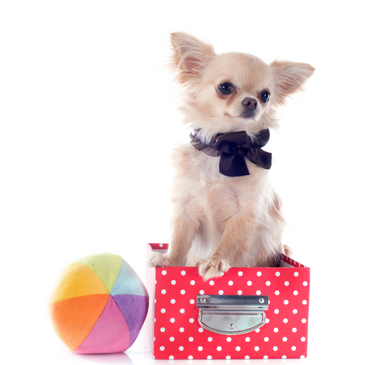 International Dog Day: DIY Dog Accessories