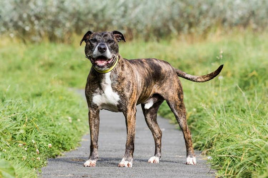 Adventures of Dogs Trust Sponsor Dog Copper - Get Set Pet