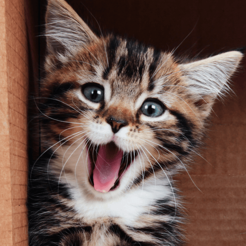 Bringing your sales kitten home