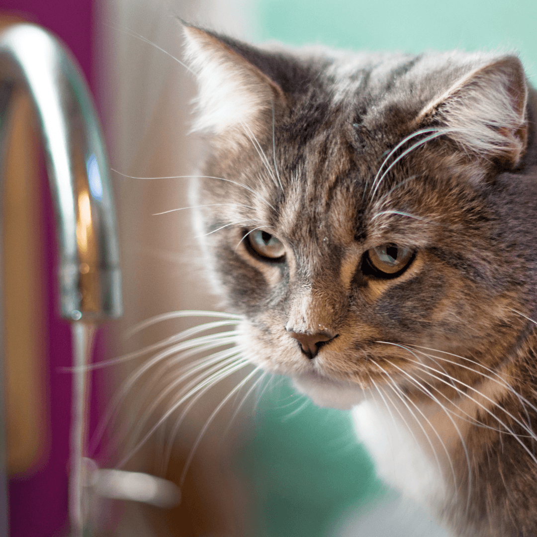 Cats and Taps - Get Set Pet