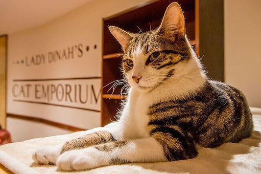 Cats + Coffee = A Place To Love - Get Set Pet