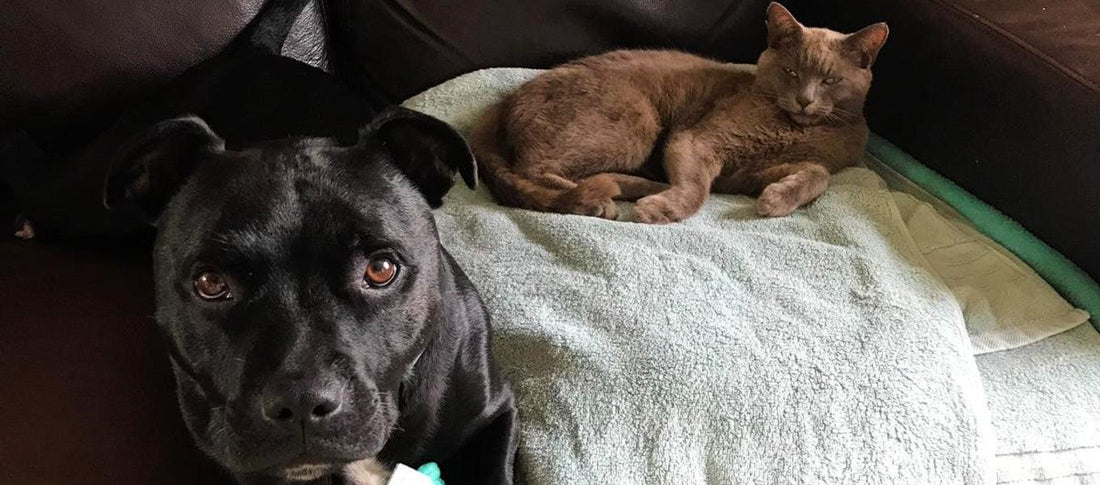 Cats v Dogs - Get Set Pet