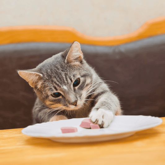 Christmas Leftovers for Cats - Get Set Pet