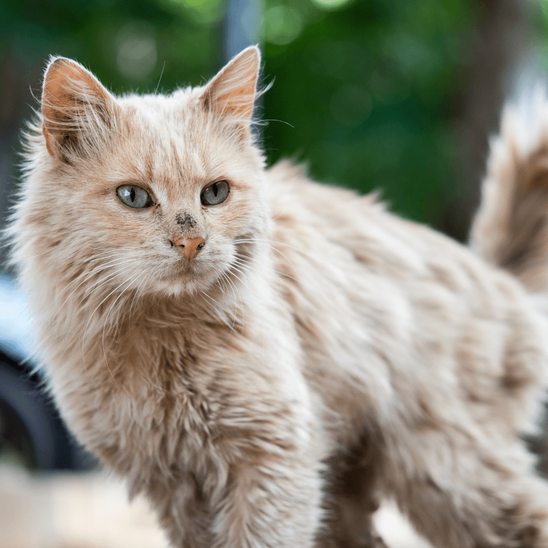 Dealing With a Muddy Cat