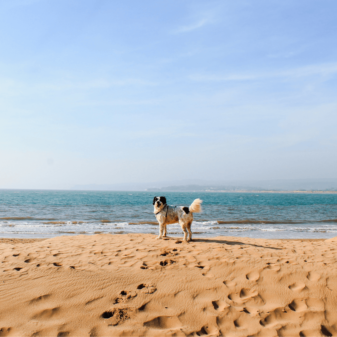 Dog Cooling Summer Mat – Driftwood Vacations
