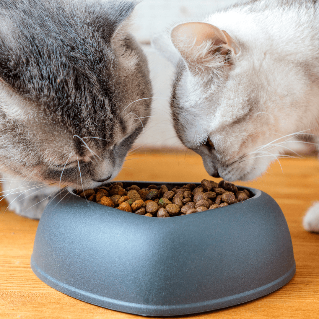 Don't Feed My Cat! - Get Set Pet