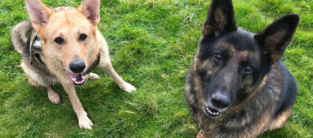 Food and Plants Dangerous to Cats and Dogs - Get Set Pet