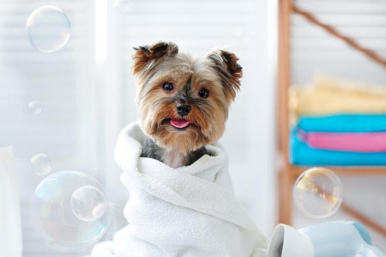 Grooming Your Dog At Home - Tips For Beginners - Get Set Pet