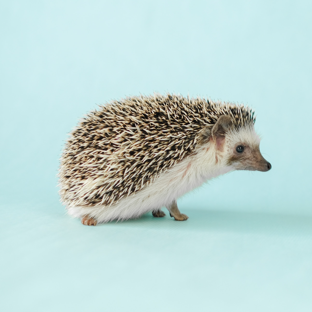 Hedgehog Awareness Week