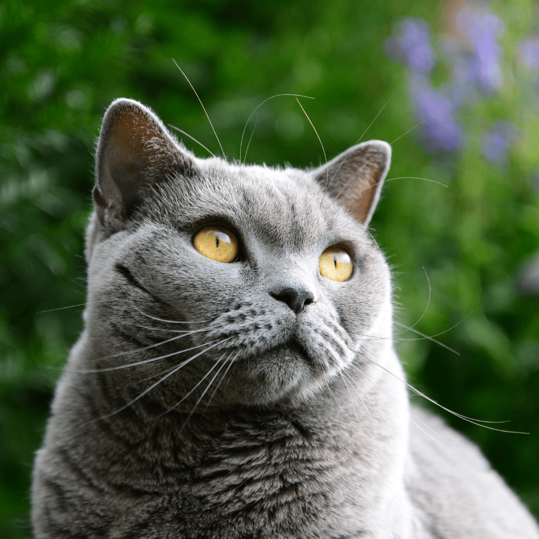 How To Help Your Cat Live Longer - Get Set Pet