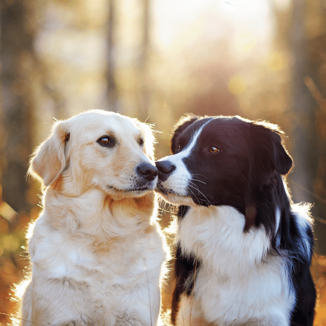 How To Socialise Your Dog - Get Set Pet