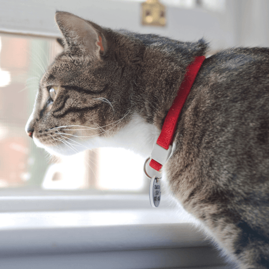 Indoor vs Outdoor Cats - Get Set Pet
