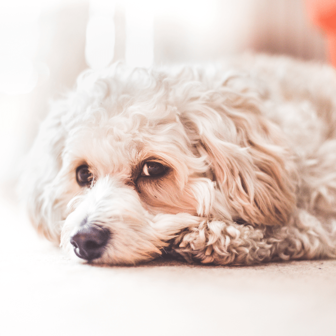 Keep Your Dog Calm and Carry On! - Get Set Pet