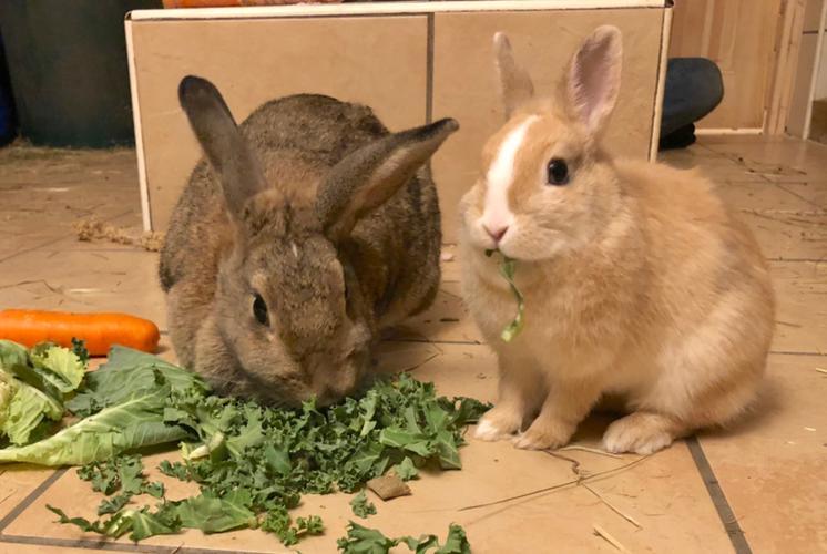 Keeping Your Rabbit Indoors - Get Set Pet