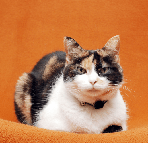Living With an Elderly Cat - Get Set Pet