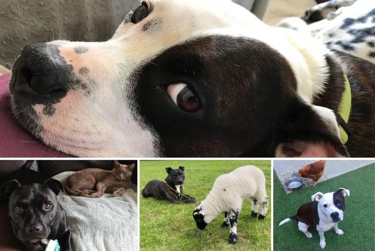 Lovable Staffies – The Misunderstood Breed - Get Set Pet